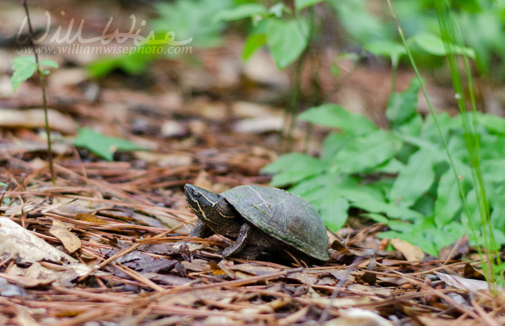 Common Musk Turtle, Sternotherus odoratus Picture