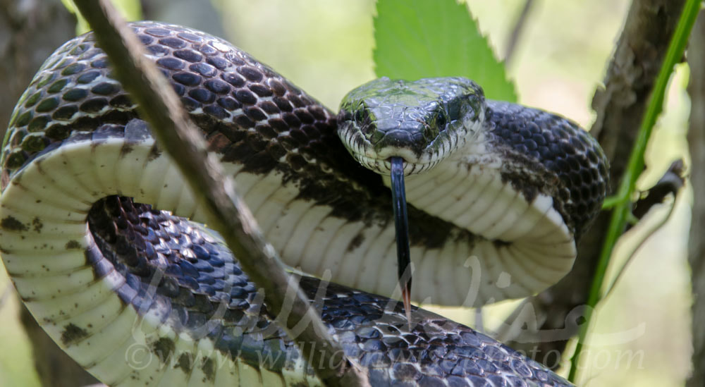 Eastern Ratsnake Picture