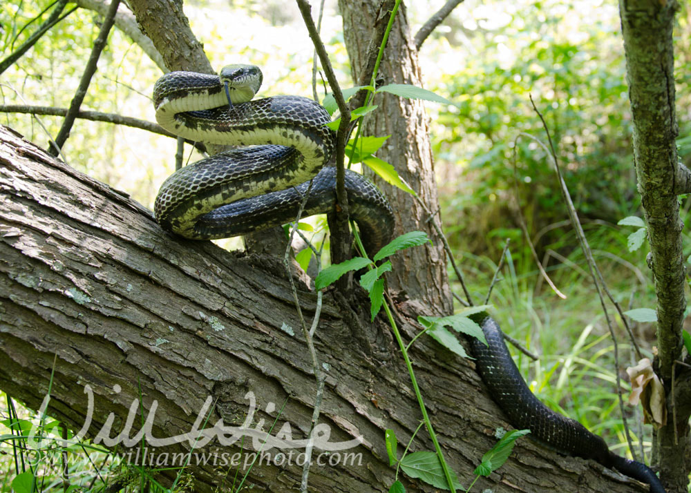 Eastern Black Rat Snake in a tree coiled Picture