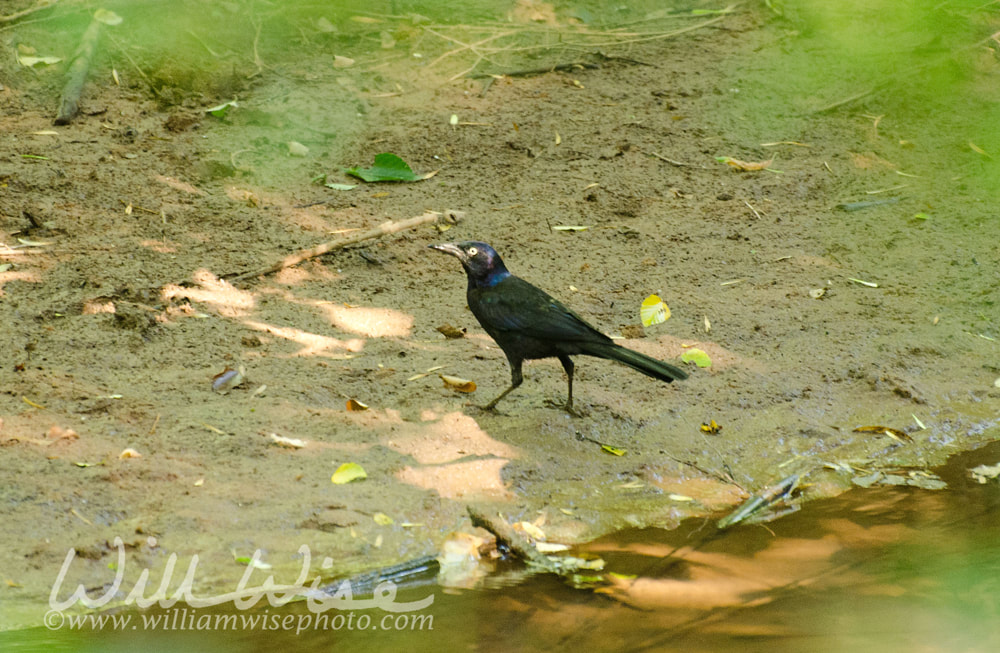 Grackle picture