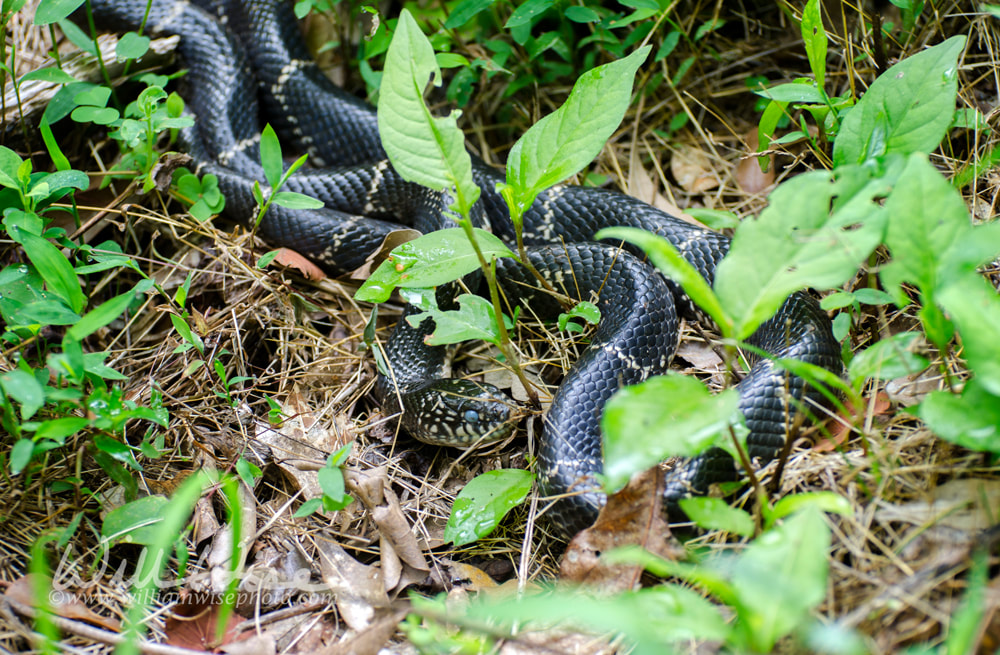 Eastern Kingsnake slithering in the grass at Sandy Creek Nature Center, Georgia Picture