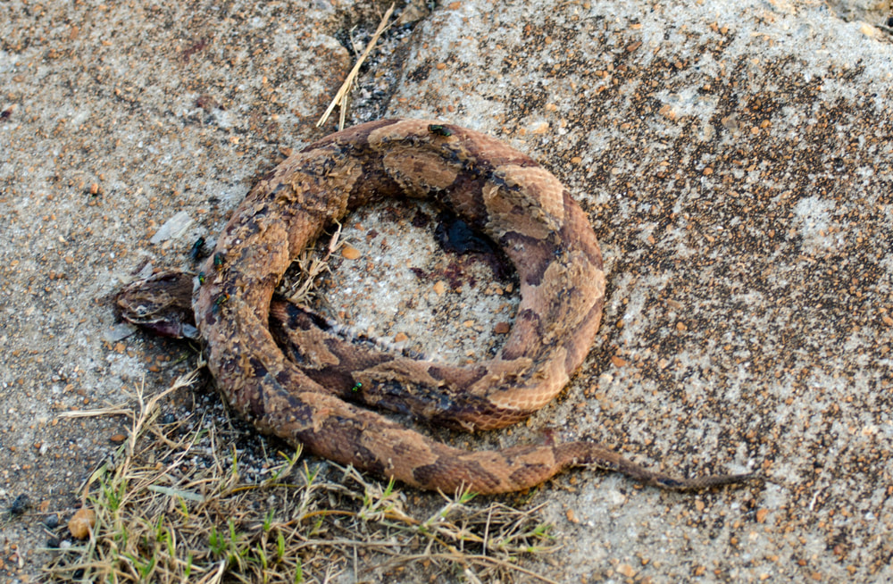 Roadkill dead copperhead snake Picture