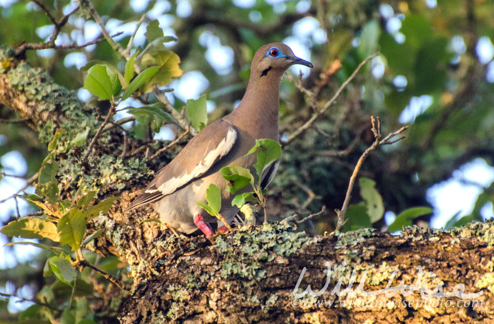 White-winged Dove, Texas Hill Country Picture