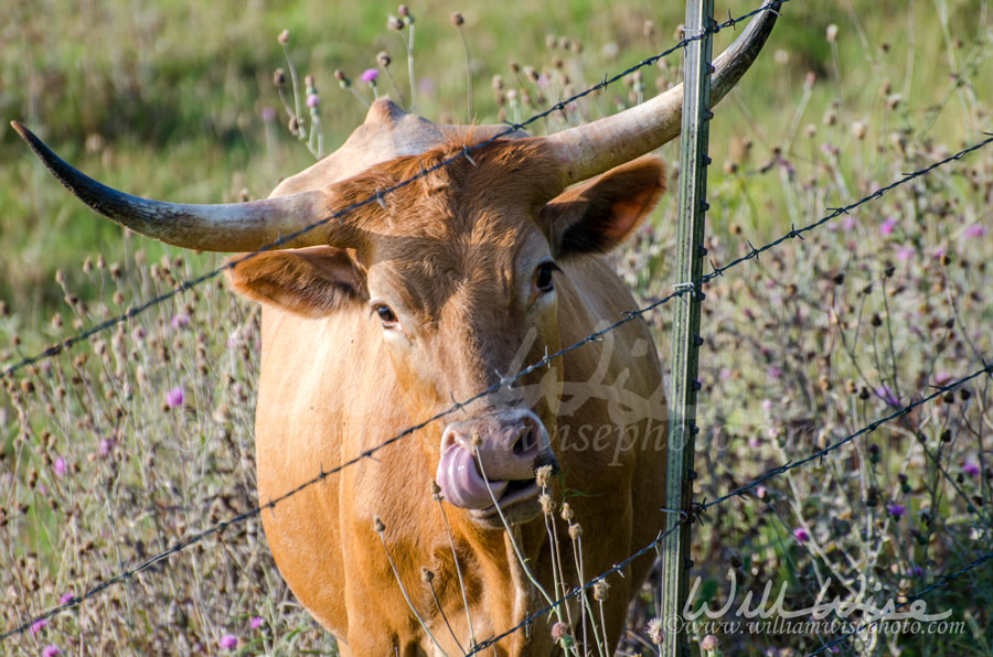 Texas longhorn cow with tongue in nostril Picture