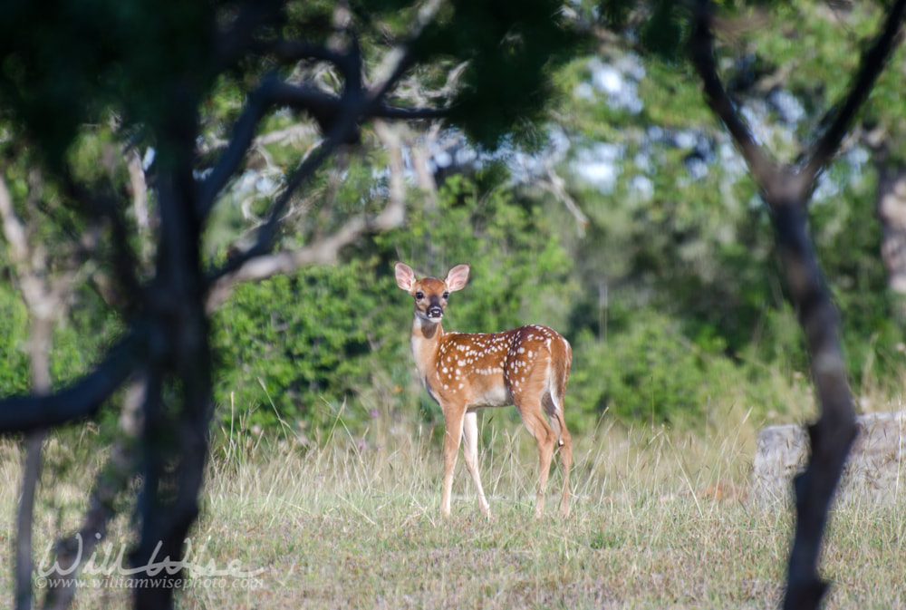 Spotted Baby Whitetailed Deer fawn, Texas Hill Country Picture