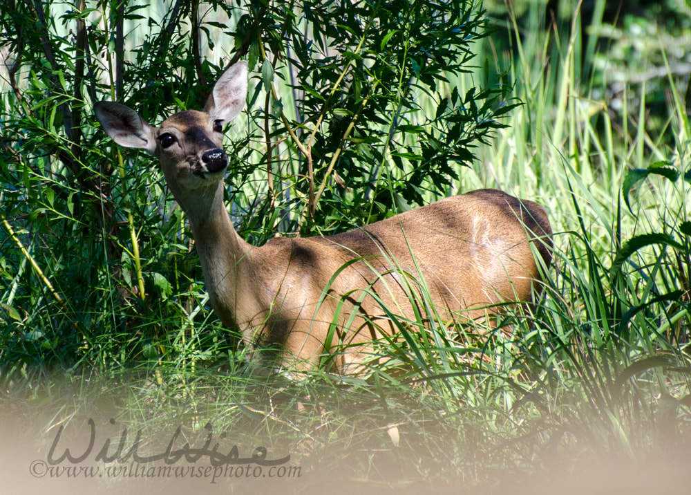 Whitetailed Deer doe in Driftwood Texas Hill Country Picture