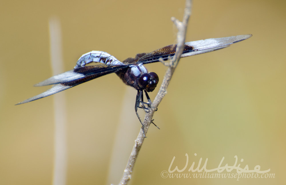 Dragonfly Widow Skimmer, Driftwood Texas Picture