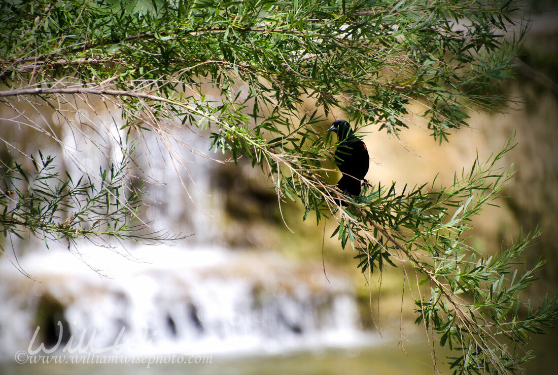 Red Winged Blackbird near small waterfall, Driftwood Texas Picture