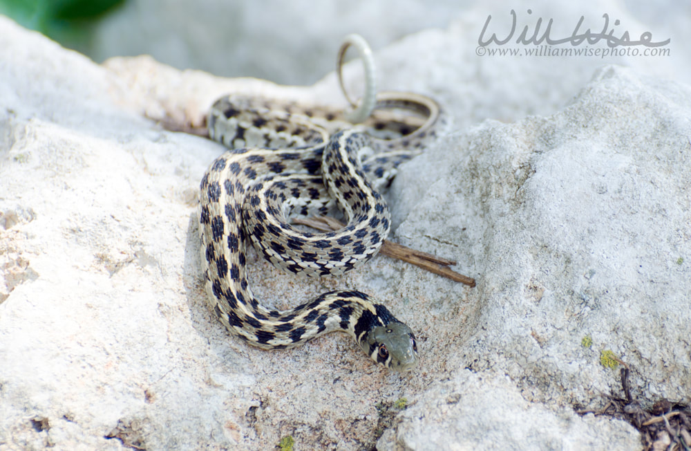 Texas Checkered Garter Snake Picture