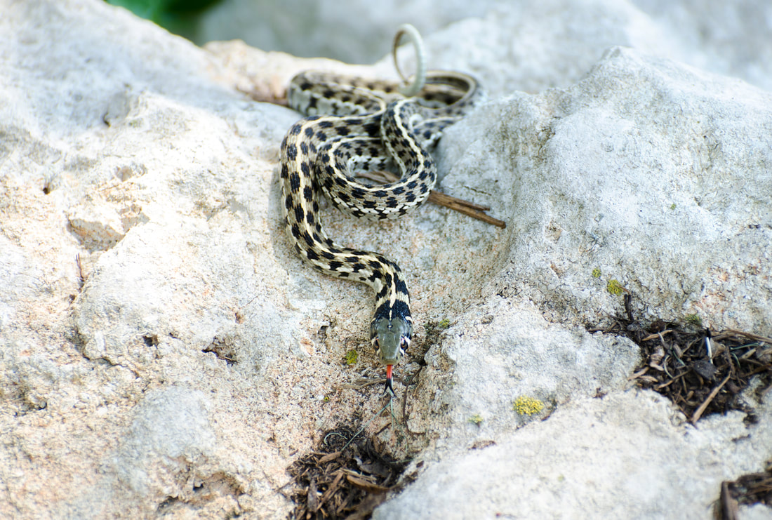 Checkered Garter Snake, Driftwood Texas Picture