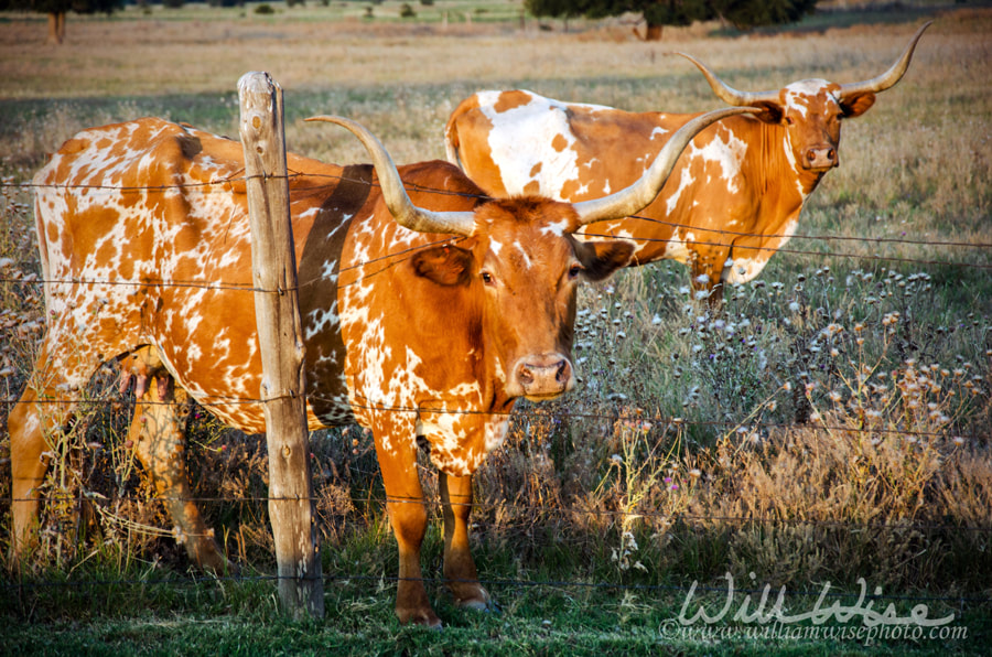 Texas Longhorn Bulls, barbed wire, Texas Hill Country Picture