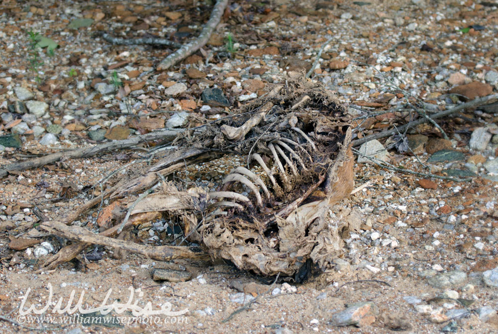 Dead White Tailed Deer skeleton Picture