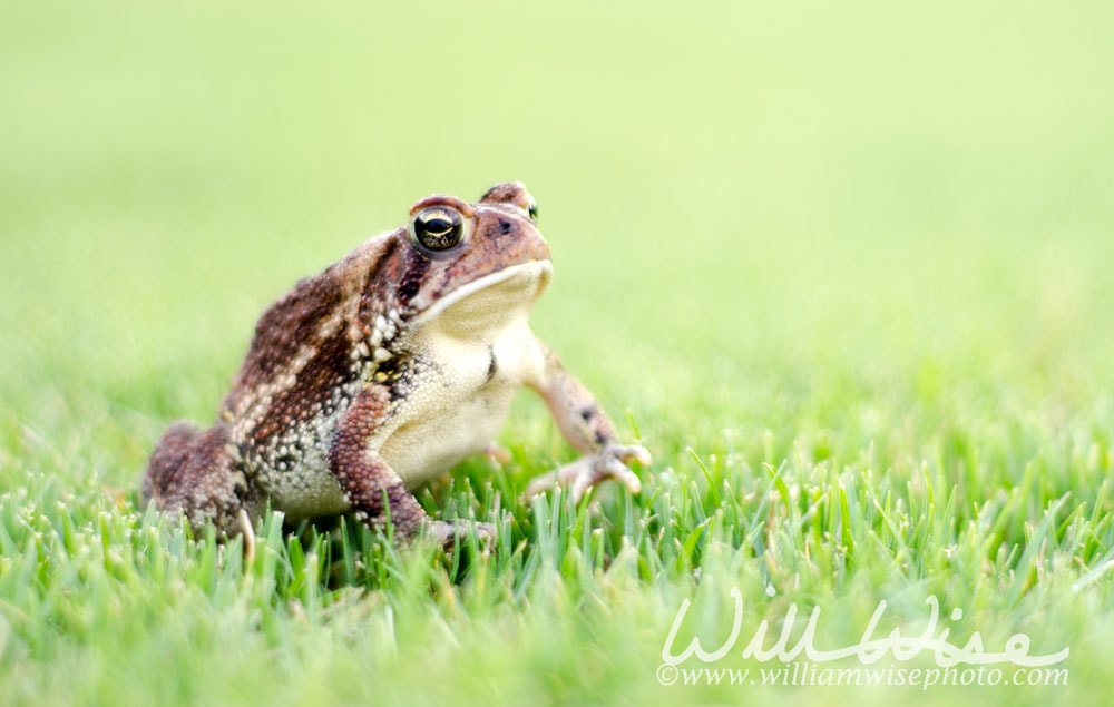 Toad in green grass, Georgia Picture