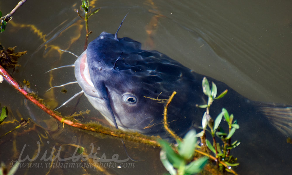 Large Blue Catfish in pond, Walton County, Georgia Picture