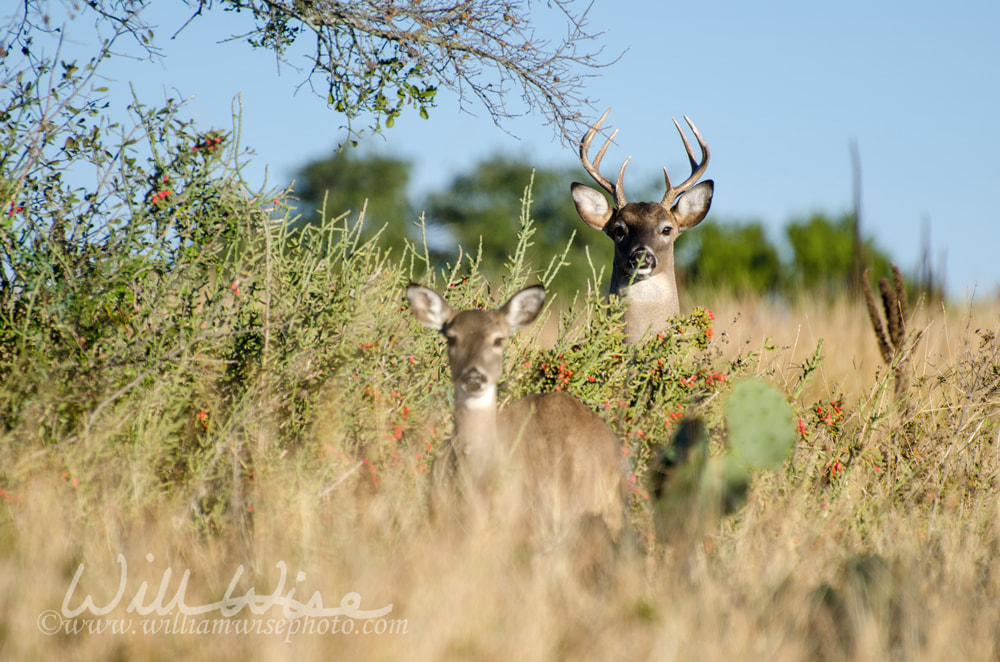 White-tailed Deer Buck, Texas Hill Country Picture