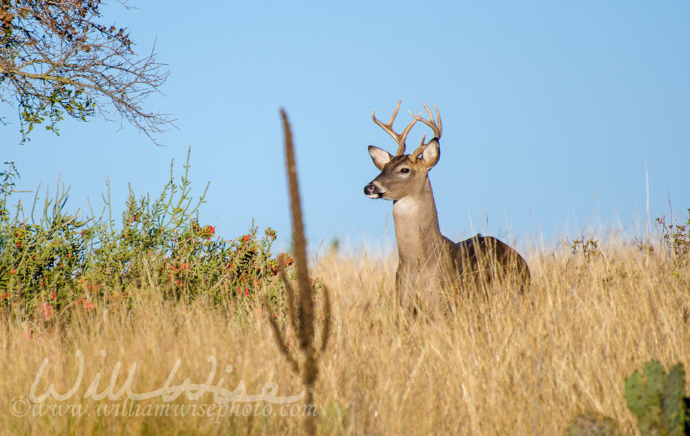 White-tailed Deer Buck, Texas Hill Country Picture