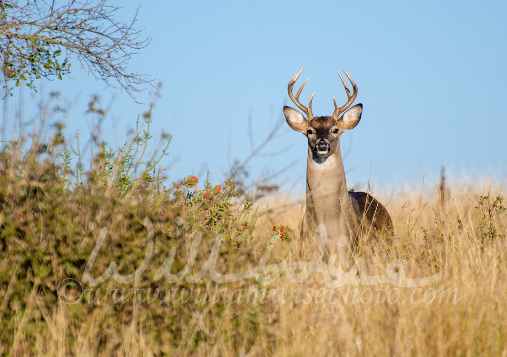 Texas Hill Country White-tailed Deer trophy buck Picture