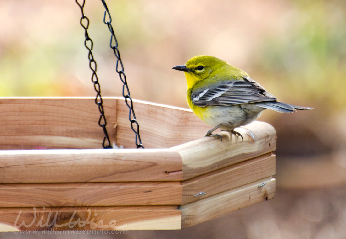 Pine Warbler Picture