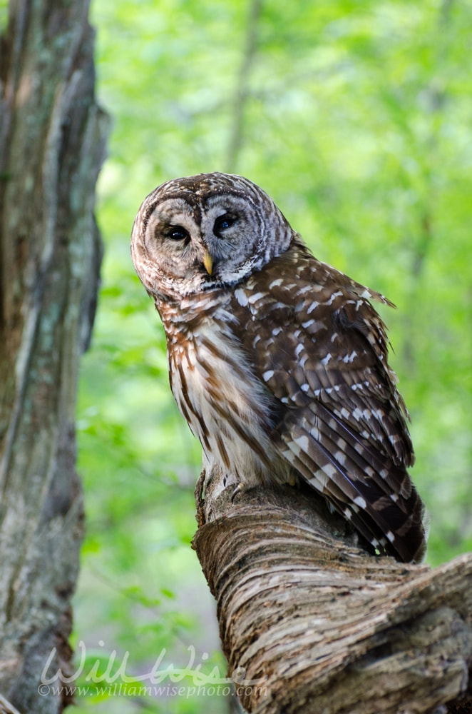 Barred Owl that was stunned being hit by a car. Took photos before releasing to wild after rehabilitation. Picture