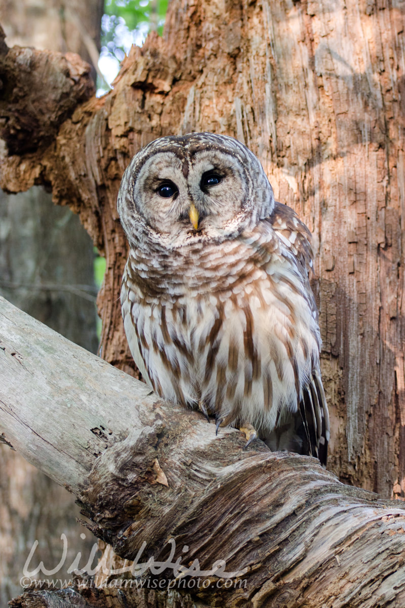 Barred Owl sitting in a dead tree in Georgia Picture