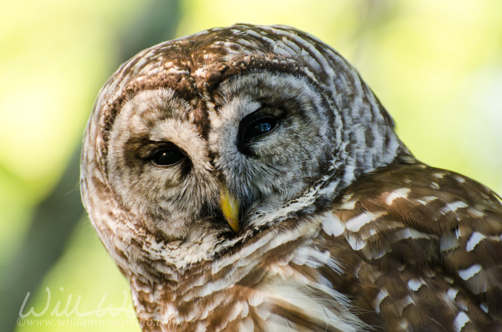 Barred Owl Head Shot Picture
