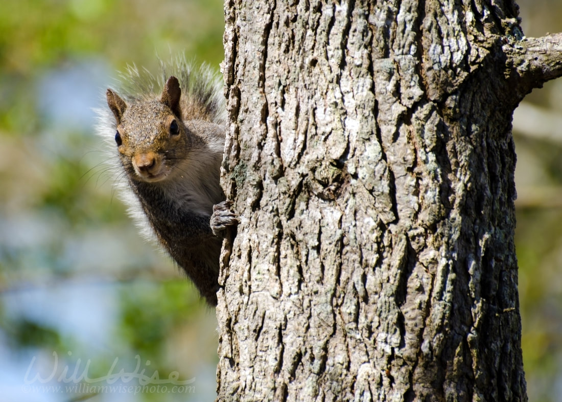 Squirrel looking at you Picture