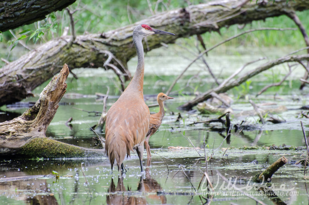 Sandhill Crane and Baby hatchling Picture