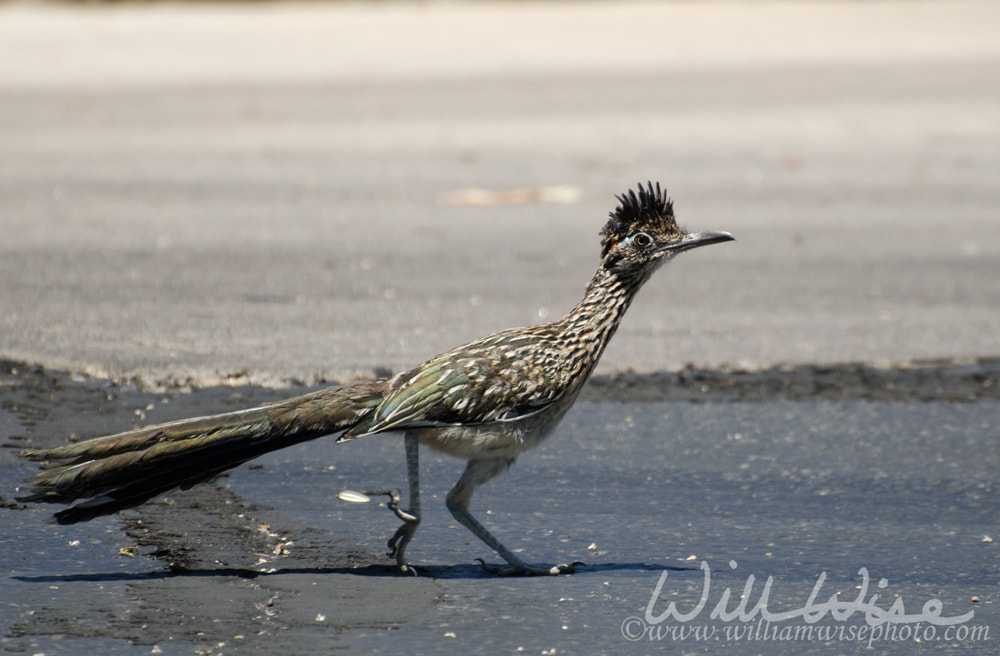 Great Roadrunner bird, Tucson Arizona Picture