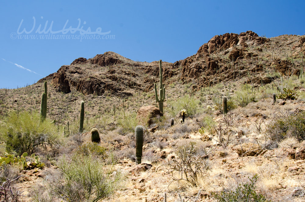 Gates Pass Tucson Arizona Saguaro Cactus Picture
