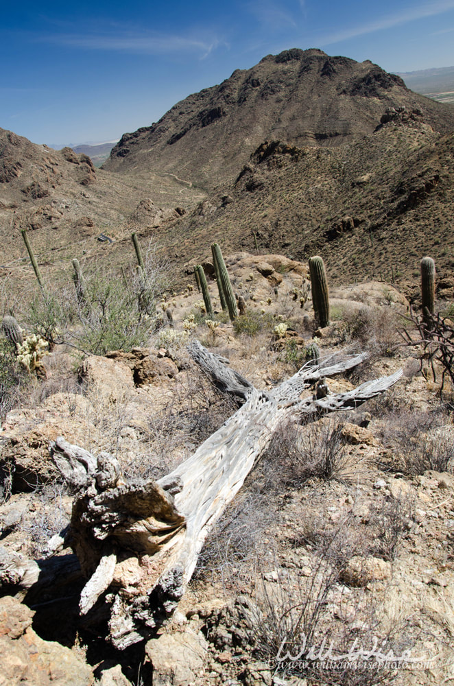 	Saguaro Cactus skeleton on desert mountain, Gates Pass, Tucson Arizona Picture