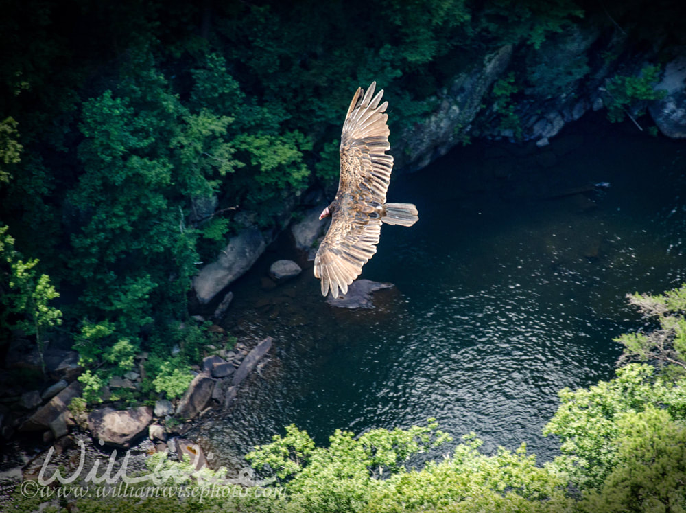 Turkey Vulture soaring over Tallulah Gorge in Georgia Picture