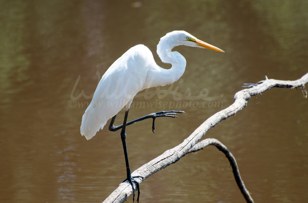 Great Egret perched and preening feathers on small pond in Monroe Georgia Picture