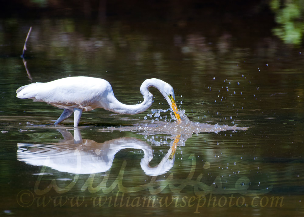 Great Egret splash fishing, Walton County Georgia Picture