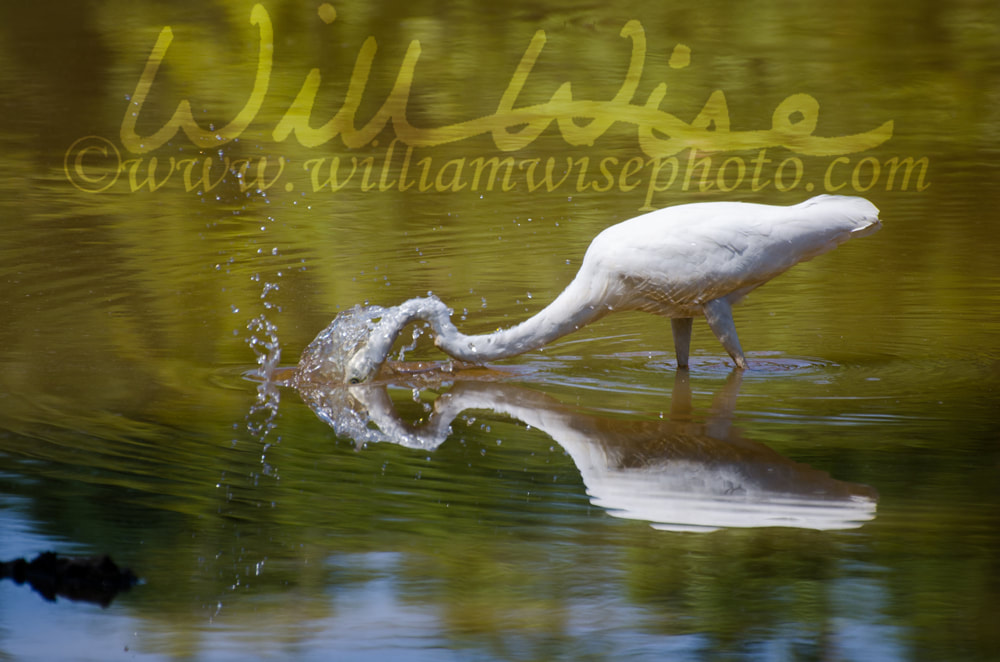 Great Egret spear fishing, Walton County Georgia Picture