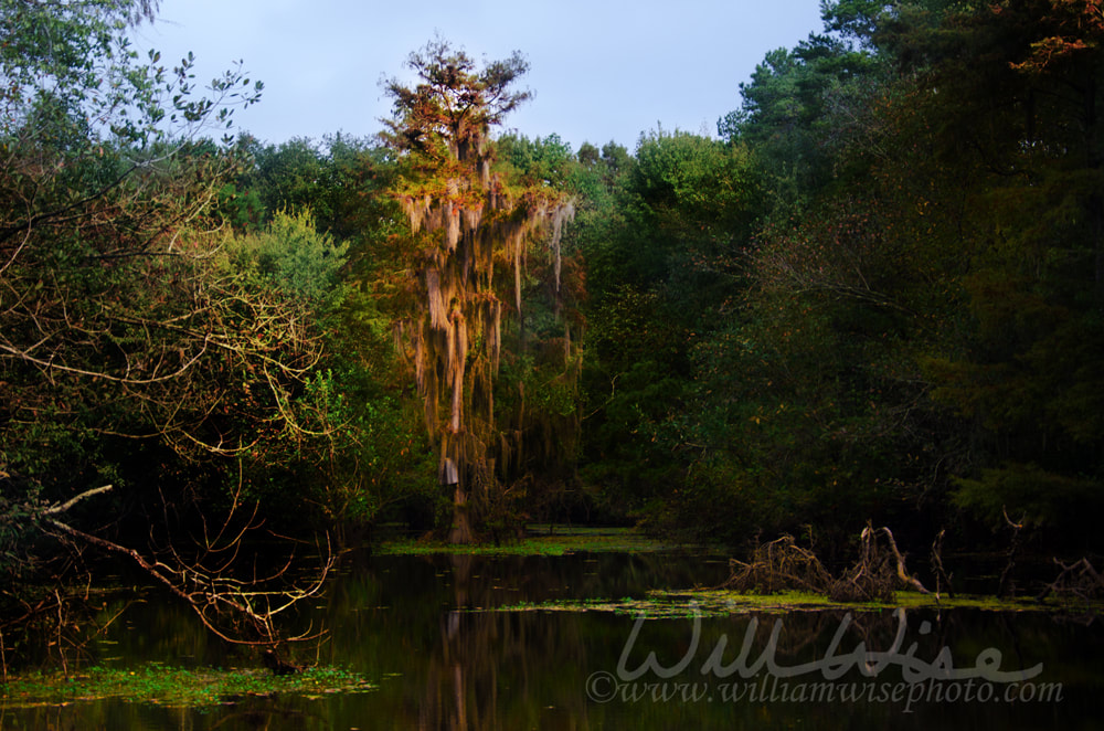 Spanish Moss Backwater Swamp Picture
