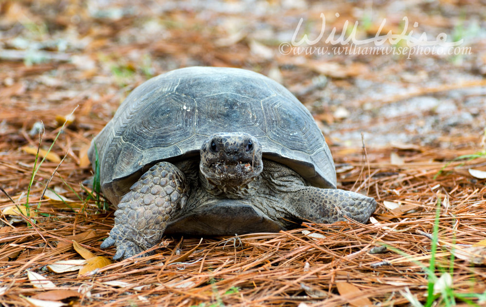 Gopher Tortoise at Reed Bingham State Park Georgia Picture