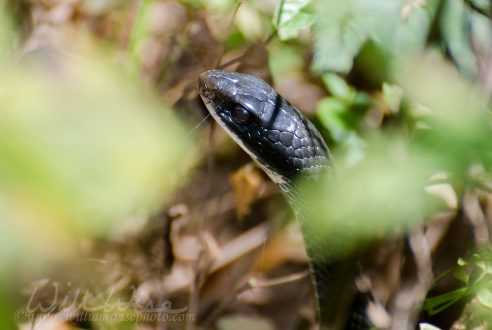 Black Racer Snake Picture