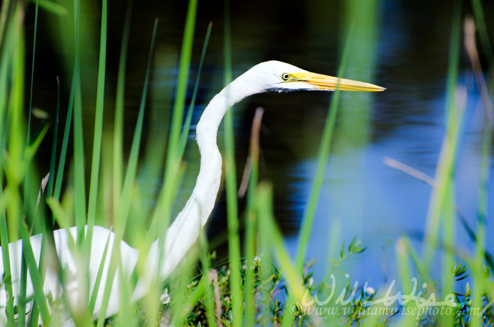 Great Egret wading bird in Monroe Georgia Picture