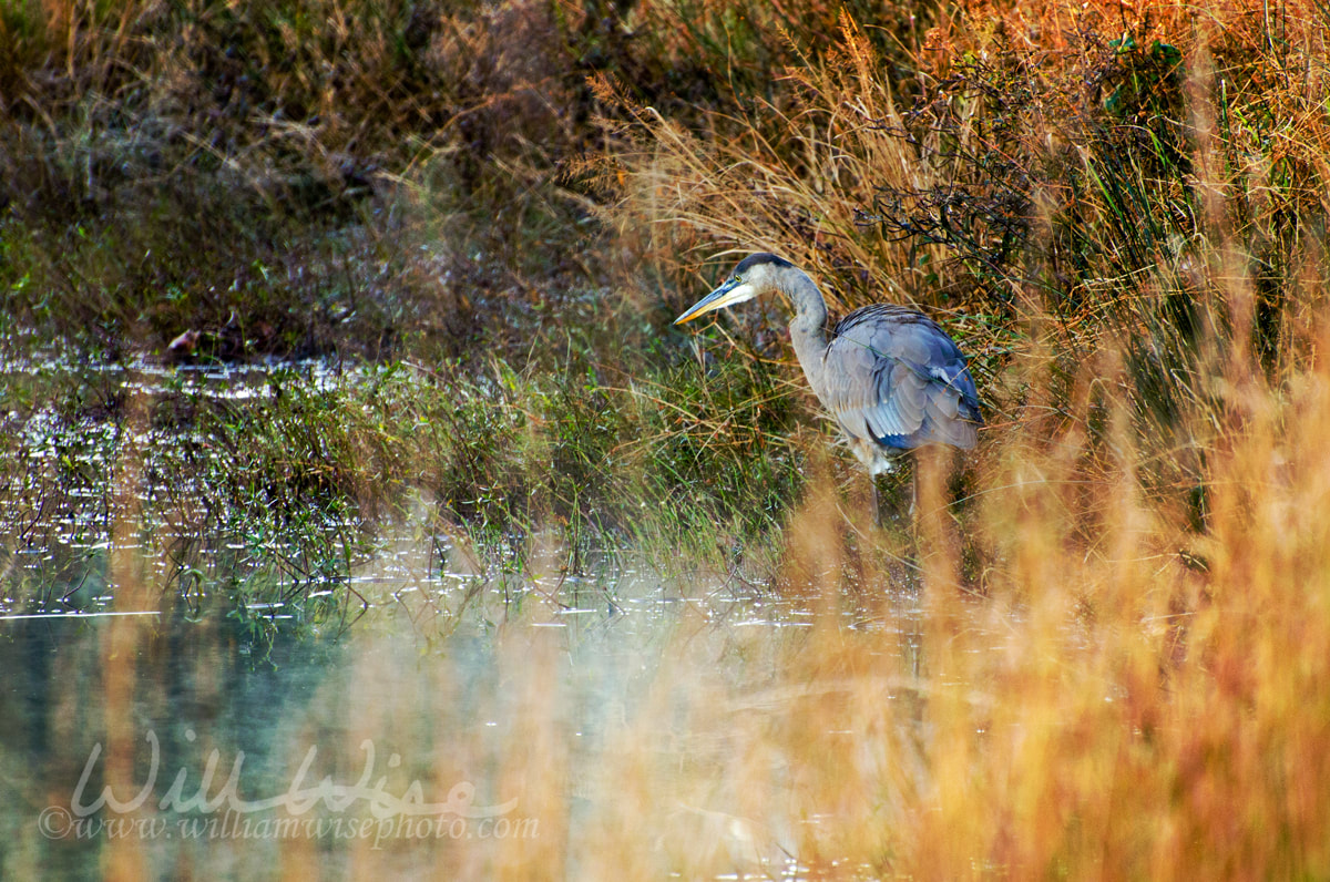 Great Blue Heron in the Reeds Picture