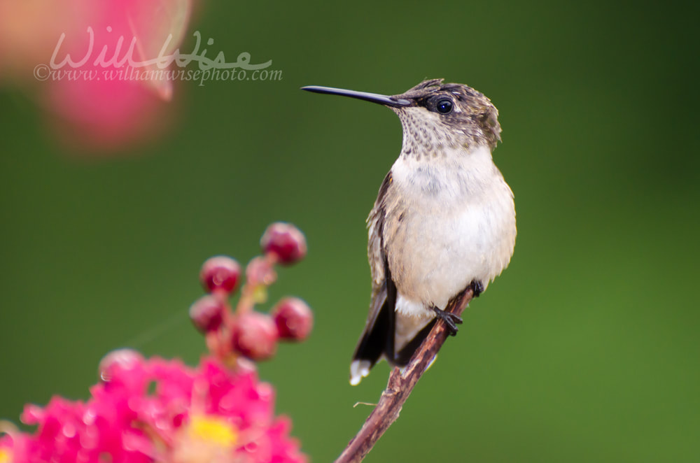 Ruby-throated Hummingbird Picture