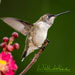 Ruby Throated Hummingbird Backyard Garden Picture