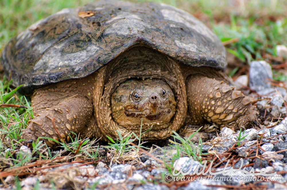 Large Snapping Turtle close up Picture
