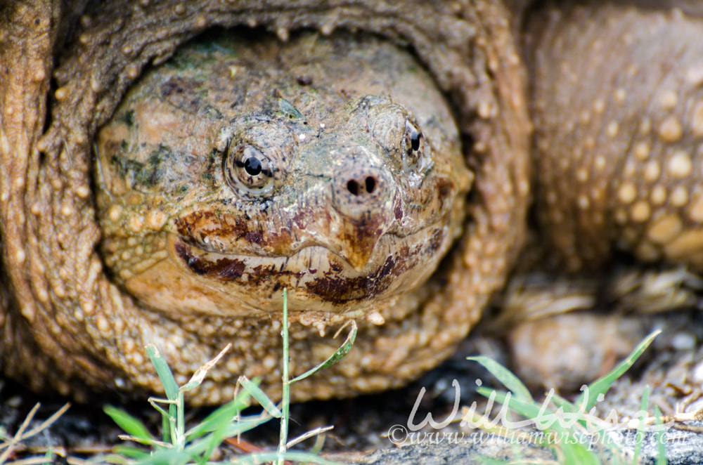 Large Snapping Turtle close up Picture