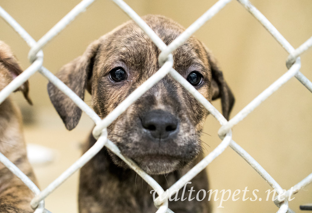 Sad brindle puppy at dog pound behind chain link kennel fence Picture