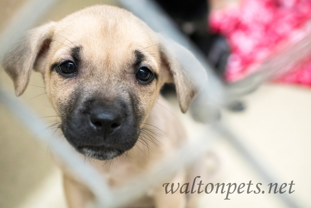 Sad Shepherd puppy at dog pound animal shelter for adoption Picture