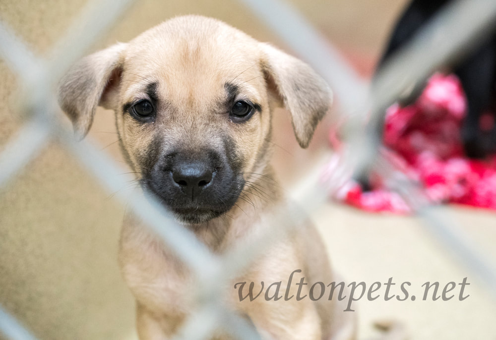 Sad Shepherd puppy at dog pound animal shelter for adoption Picture