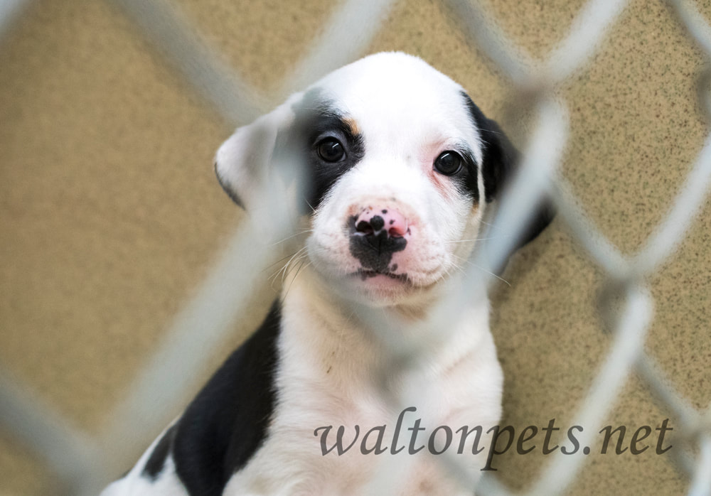Cute puppy in chain link kennel in the dog pound waiting for adoption Picture