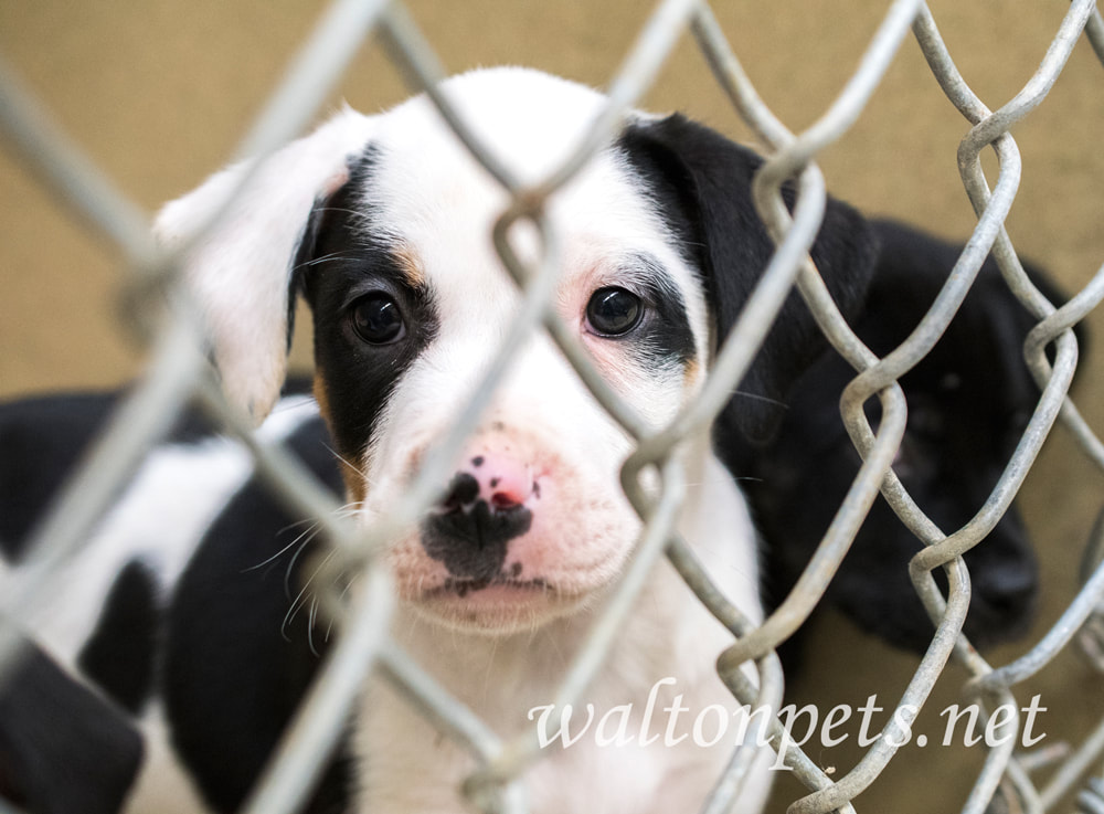 Cute puppies in chain link kennel in the dog pound waiting for adoption Picture