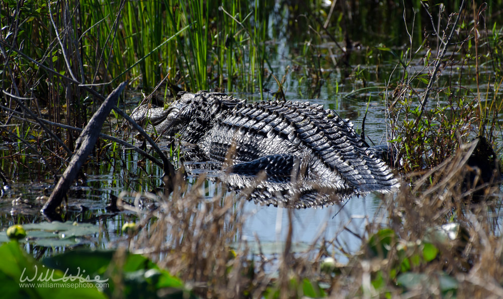 Okefenokee Swamp Bull Alligator Picture