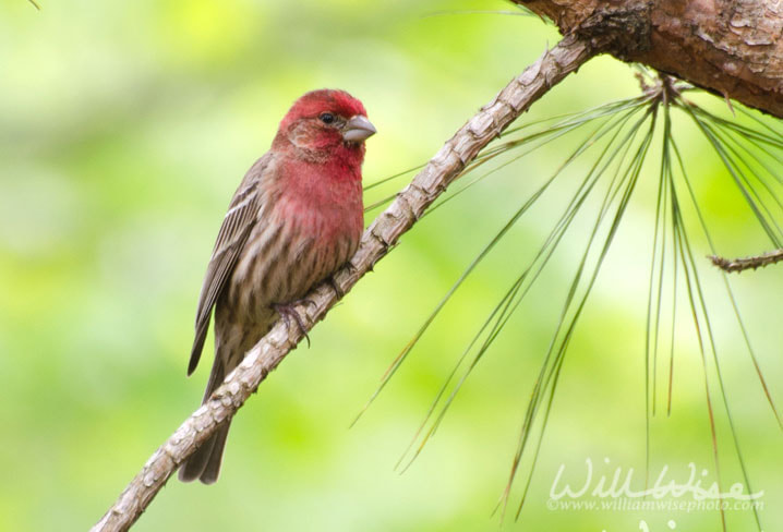 House Finch Creation Speaks Picture
